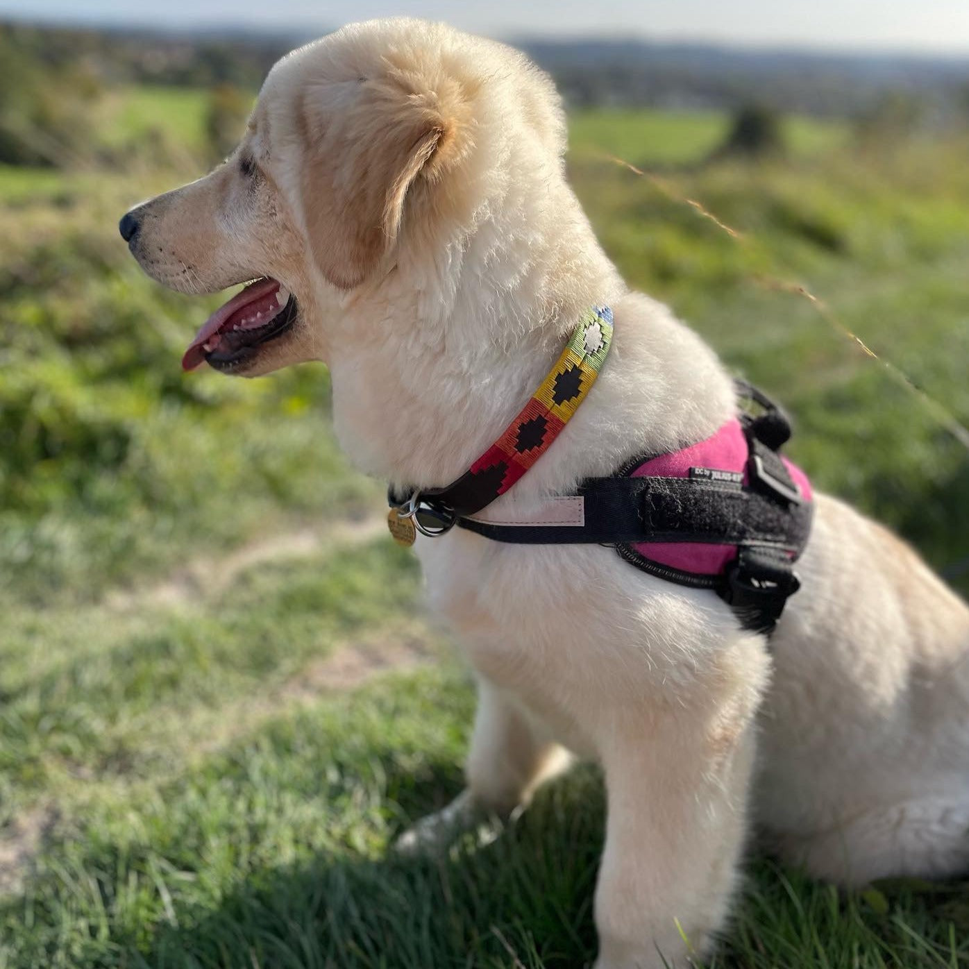 Regent - Argentinian Leather Polo Dog Collar - Rainbow