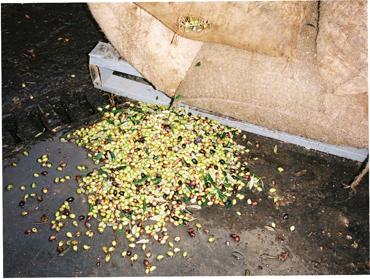 HONEST TOIL - EXTRA VIRGIN OLIVE OIL