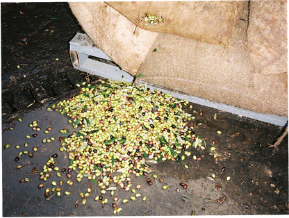 HONEST TOIL - EXTRA VIRGIN OLIVE OIL